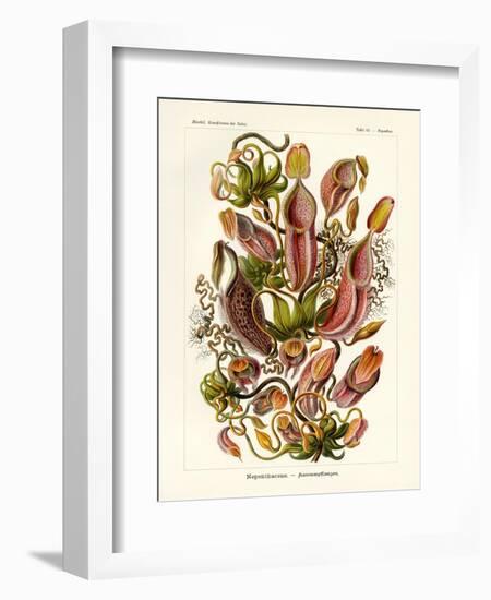 Nepenthaceae, 1899-1904-null-Framed Giclee Print