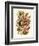 Nepenthaceae, 1899-1904-null-Framed Giclee Print