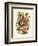 Nepenthaceae, 1899-1904-null-Framed Giclee Print