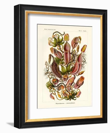 Nepenthaceae, 1899-1904-null-Framed Giclee Print