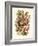 Nepenthaceae, 1899-1904-null-Framed Giclee Print