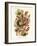 Nepenthaceae, 1899-1904-null-Framed Giclee Print