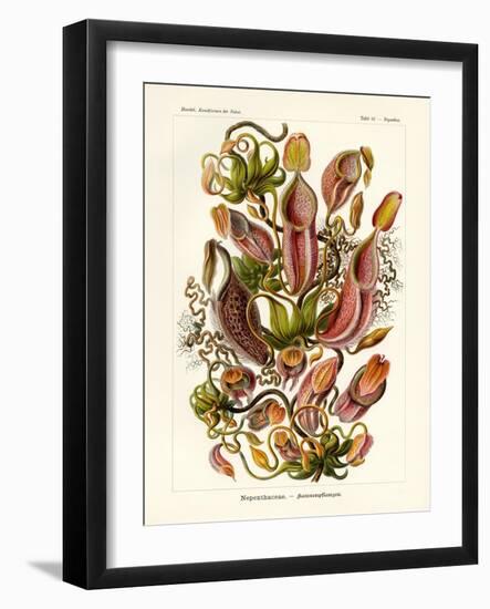 Nepenthaceae, 1899-1904-null-Framed Giclee Print