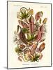 Nepenthaceae, 1899-1904-null-Mounted Giclee Print