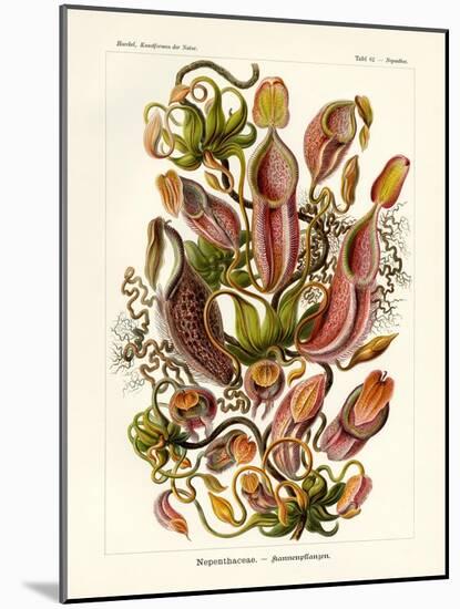 Nepenthaceae, 1899-1904-null-Mounted Giclee Print