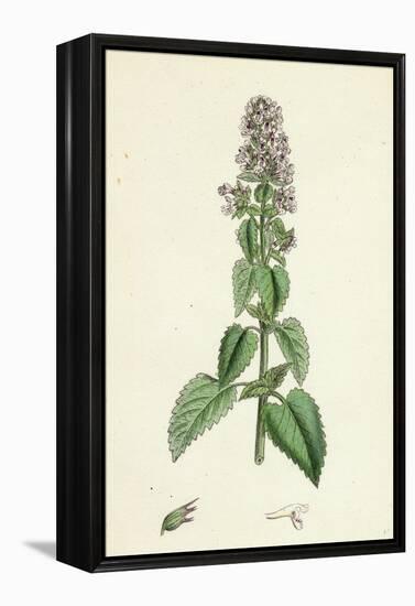 Nepeta Cataria Cat-Mint-null-Framed Premier Image Canvas