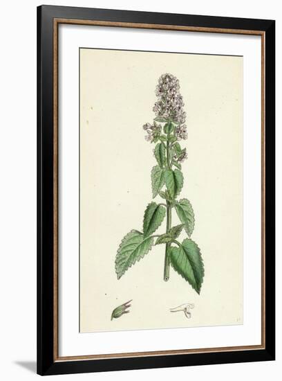 Nepeta Cataria Cat-Mint-null-Framed Giclee Print