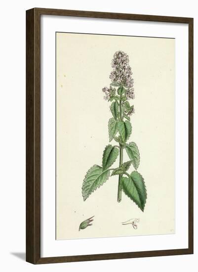 Nepeta Cataria Cat-Mint-null-Framed Giclee Print