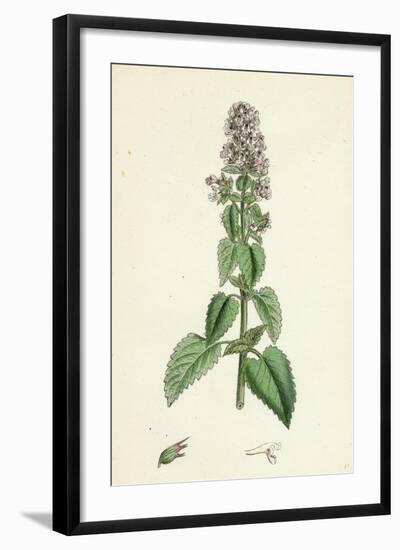 Nepeta Cataria Cat-Mint-null-Framed Giclee Print