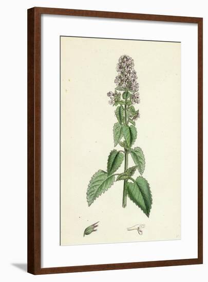 Nepeta Cataria Cat-Mint-null-Framed Giclee Print