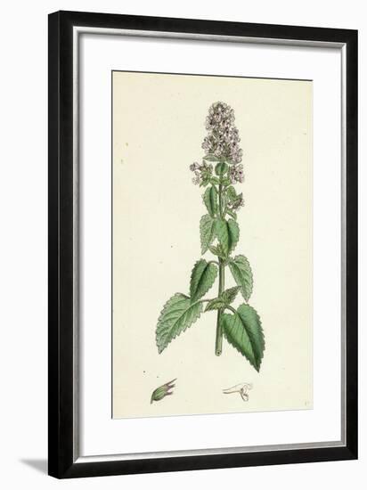 Nepeta Cataria Cat-Mint-null-Framed Giclee Print
