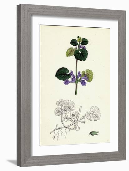 Nepeta Glechoma Ground Ivy-null-Framed Giclee Print