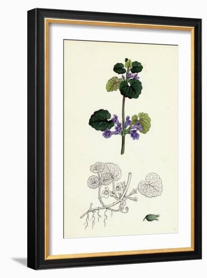 Nepeta Glechoma Ground Ivy-null-Framed Giclee Print
