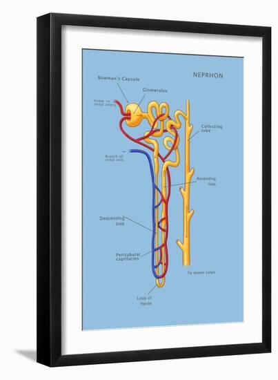 Nephron of the Kidney, Illustration-Monica Schroeder-Framed Giclee Print