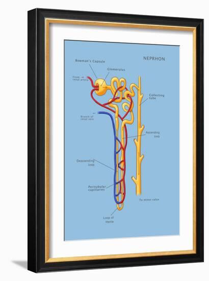 Nephron of the Kidney, Illustration-Monica Schroeder-Framed Giclee Print