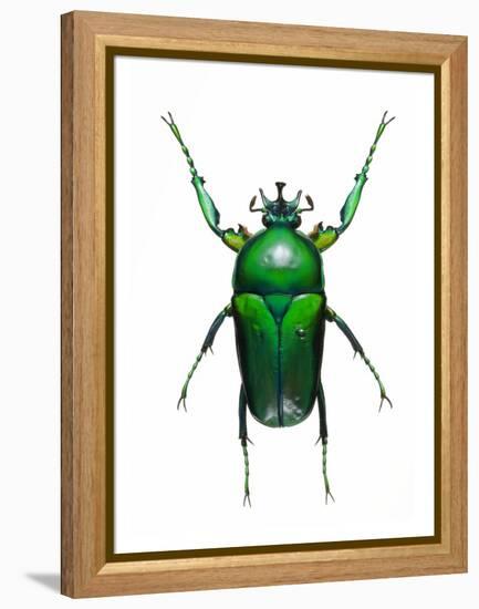 Neptunides Flower Beetle-Lawrence Lawry-Framed Premier Image Canvas