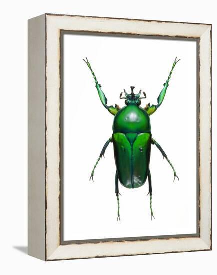 Neptunides Flower Beetle-Lawrence Lawry-Framed Premier Image Canvas