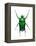 Neptunides Flower Beetle-Lawrence Lawry-Framed Premier Image Canvas