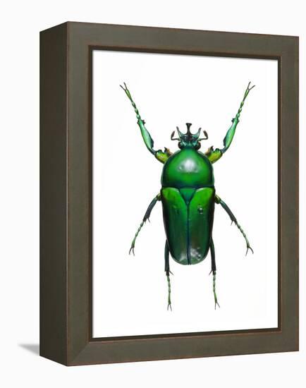 Neptunides Flower Beetle-Lawrence Lawry-Framed Premier Image Canvas