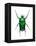 Neptunides Flower Beetle-Lawrence Lawry-Framed Premier Image Canvas