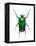 Neptunides Flower Beetle-Lawrence Lawry-Framed Premier Image Canvas