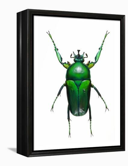 Neptunides Flower Beetle-Lawrence Lawry-Framed Premier Image Canvas