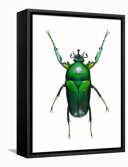 Neptunides Flower Beetle-Lawrence Lawry-Framed Premier Image Canvas