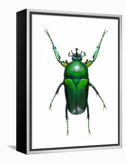 Neptunides Flower Beetle-Lawrence Lawry-Framed Premier Image Canvas