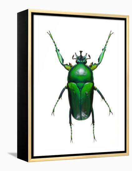 Neptunides Flower Beetle-Lawrence Lawry-Framed Premier Image Canvas