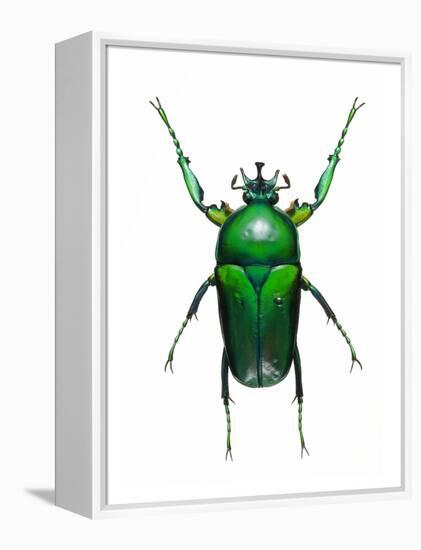 Neptunides Flower Beetle-Lawrence Lawry-Framed Premier Image Canvas