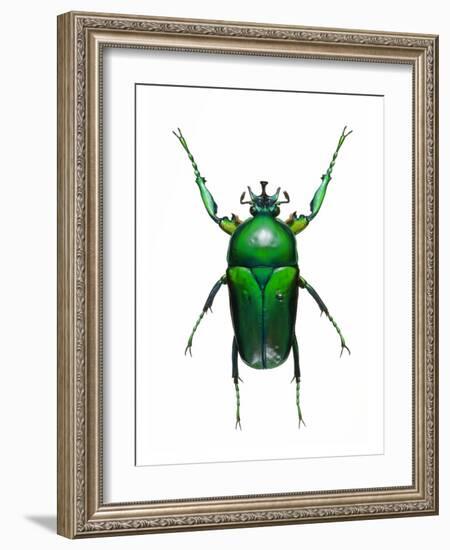 Neptunides Flower Beetle-Lawrence Lawry-Framed Photographic Print