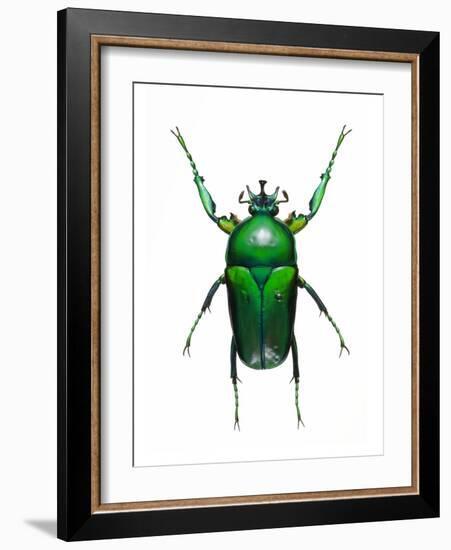 Neptunides Flower Beetle-Lawrence Lawry-Framed Photographic Print