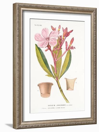 Nerium Oleander El Bubro, Plate Xlviii, from L'antotrofia Ossia La Coltivazione De'fiori by Antonio-Italian School-Framed Giclee Print