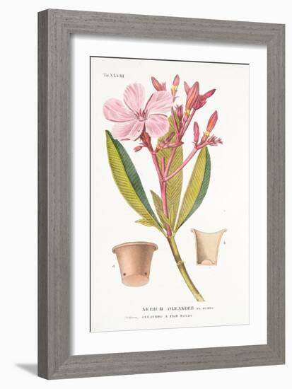 Nerium Oleander El Bubro, Plate Xlviii, from L'antotrofia Ossia La Coltivazione De'fiori by Antonio-Italian School-Framed Giclee Print