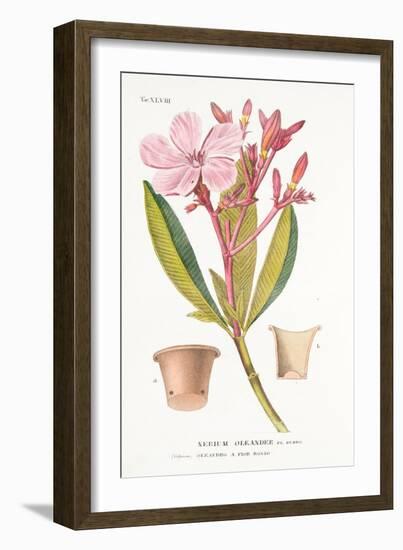 Nerium Oleander El Bubro, Plate Xlviii, from L'antotrofia Ossia La Coltivazione De'fiori by Antonio-Italian School-Framed Giclee Print