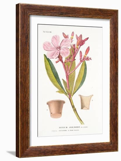 Nerium Oleander El Bubro, Plate Xlviii, from L'antotrofia Ossia La Coltivazione De'fiori by Antonio-Italian School-Framed Giclee Print