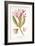 Nerium Oleander El Bubro, Plate Xlviii, from L'antotrofia Ossia La Coltivazione De'fiori by Antonio-Italian School-Framed Giclee Print