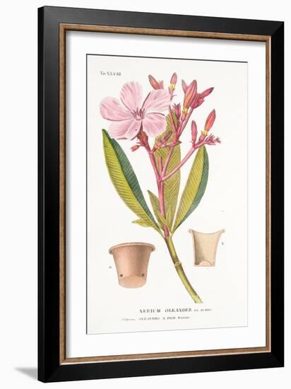 Nerium Oleander El Bubro, Plate Xlviii, from L'antotrofia Ossia La Coltivazione De'fiori by Antonio-Italian School-Framed Giclee Print