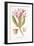 Nerium Oleander El Bubro, Plate Xlviii, from L'antotrofia Ossia La Coltivazione De'fiori by Antonio-Italian School-Framed Giclee Print