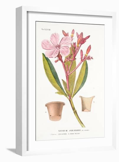 Nerium Oleander El Bubro, Plate Xlviii, from L'antotrofia Ossia La Coltivazione De'fiori by Antonio-Italian School-Framed Giclee Print