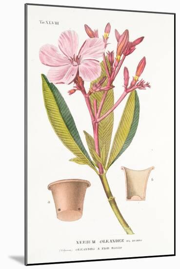 Nerium Oleander El Bubro, Plate Xlviii, from L'antotrofia Ossia La Coltivazione De'fiori by Antonio-Italian School-Mounted Giclee Print