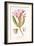 Nerium Oleander El Bubro, Plate Xlviii, from L'antotrofia Ossia La Coltivazione De'fiori by Antonio-Italian School-Framed Giclee Print