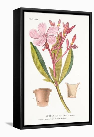 Nerium Oleander El Bubro, Plate Xlviii, from L'antotrofia Ossia La Coltivazione De'fiori by Antonio-Italian School-Framed Premier Image Canvas