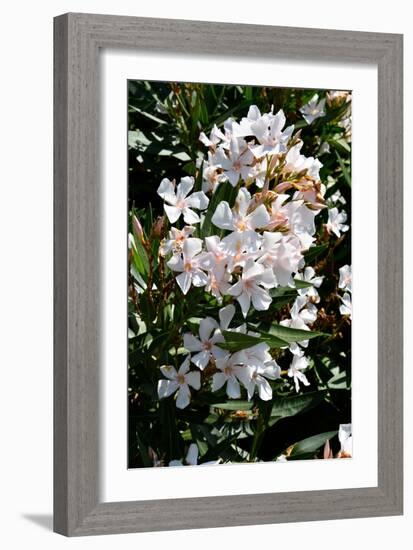 Nerium Oleander, Pink Laurel (Photo)-null-Framed Giclee Print