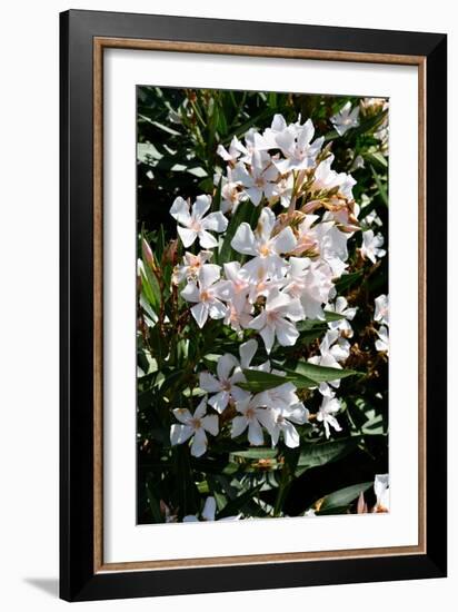 Nerium Oleander, Pink Laurel (Photo)-null-Framed Giclee Print