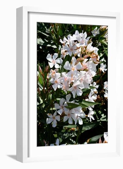 Nerium Oleander, Pink Laurel (Photo)-null-Framed Giclee Print