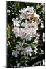 Nerium Oleander, Pink Laurel (Photo)-null-Mounted Giclee Print