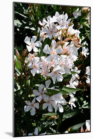 Nerium Oleander, Pink Laurel (Photo)-null-Mounted Giclee Print