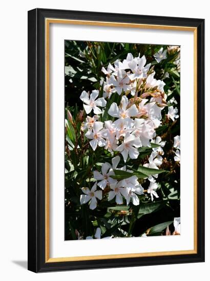 Nerium Oleander, Pink Laurel (Photo)-null-Framed Giclee Print