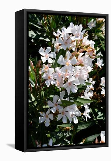 Nerium Oleander, Pink Laurel (Photo)-null-Framed Premier Image Canvas